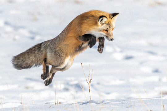 Fox hunting for rodents leaping into the air to pounce on his prey below the snow, YNP, Wyoming, USA