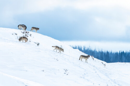 A pack of wolves (Canis lupus) gathered on a snow covered hill in Yellowstone National Park; Wyoming, United States of America