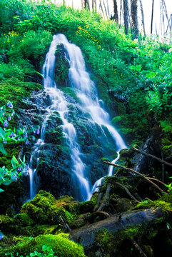 Waterfall gushing over a cliff with green vegetation in a forest, YNP, USA