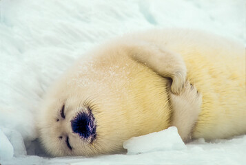 Newborn Harp seal pup (Phoca groenlandicus) lying in the snow sleeping; Canada