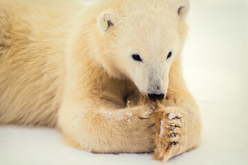 Close-up of polar bear cub (Ursus maritimus) lying on stomach in the snow cleaning its paws in front of its face; Hudson's Bay, Manitoba, Canada