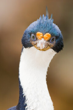 Close-up portrait of a blue-eyed shag (Phalacrocorax atriceps); Antarctica