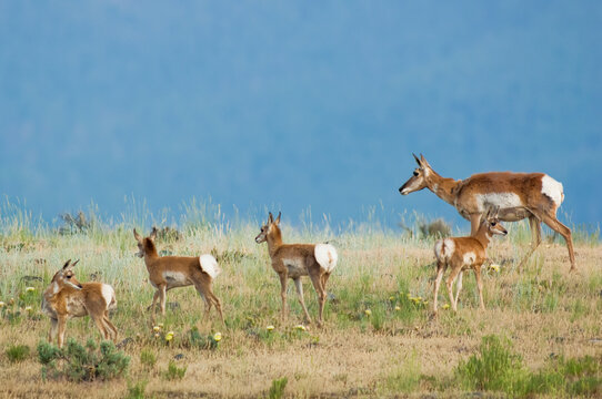 A herd of pronghorn antelope (Antilocapra americana) standing in a row on a grassy field looking over the mountainside; Montana, United States of America