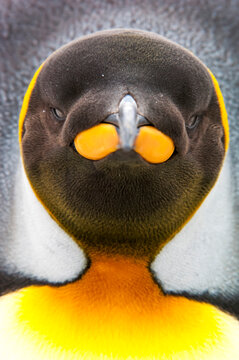 Close-up portrait of a king penguin (Aptenodytes patagonicus) looking at camera; Antarctic Peninsula, Antarctica