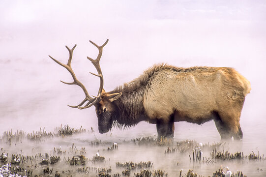 Bull elk enduing a long winter, feeding in thermal water on coarse reeds, YNP, Wyoming, USA