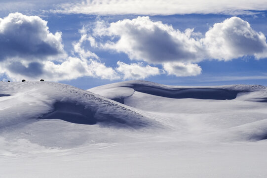 American bison roaming the snowy hills, grazing on dried grass, YNP, Wyoming, USA