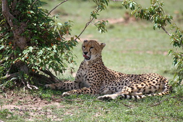 Closeup of a mother cheetah resting in the shade of a small bush