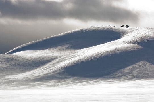 American bison roaming the snowy hilltops, grazing on dried grass, YNP, Wyoming, USA