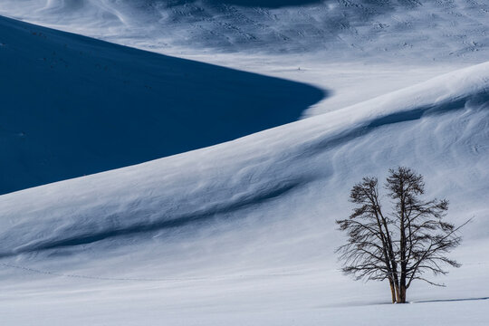 Drifting snow on the slopes of Hayden Valley with a split lodgepole pine tree (Pinus contorta) in deep snow in Yellowstone National Park in winter; Wyoming, United States of America