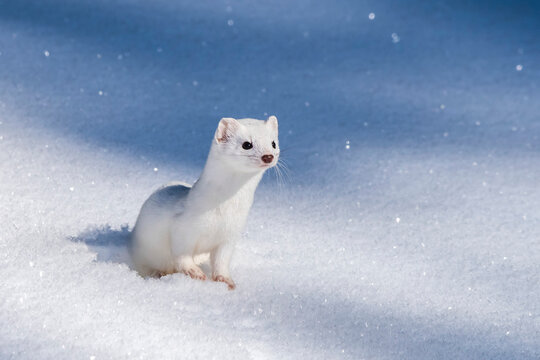 A short-tailed weasel (Mustela erminea) camouflaged in its white winter coat, looking out over the snow; United States of America