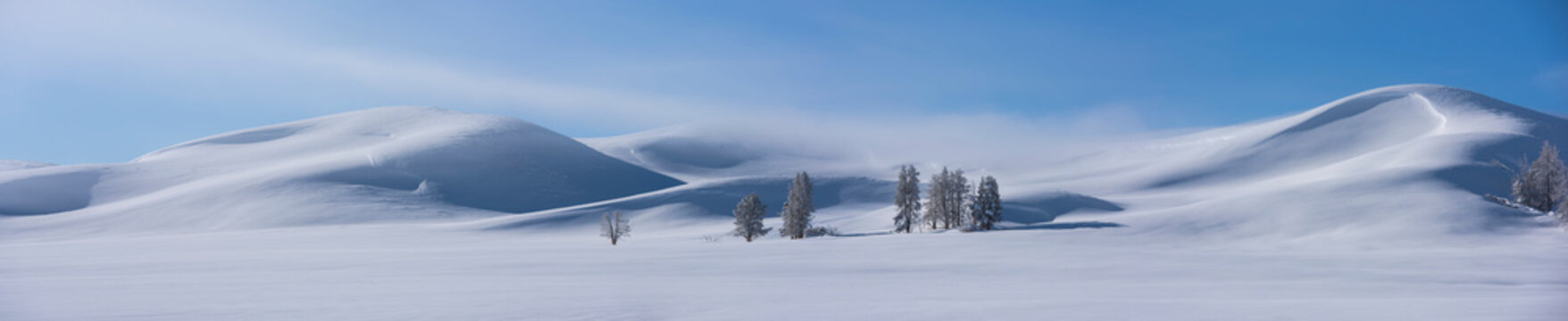Drifting snow on the slopes of Hayden Valley with Lodgepole pine trees (Pinus contorta) in deep snow in Yellowstone National Park in winter; Wyoming, United States of America