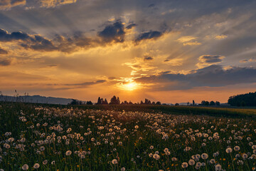 Fototapeta premium Ein märchenhafter Sonnenuntergang mit schönem Wolkenbild über einer Wiese voll mit Pusteblumen (Löwenzahn).