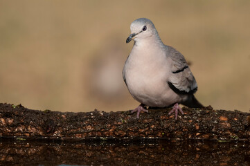 Picui Ground Dove,  in Calden forest environment, La Pampa province, Patagonia,Argentina.