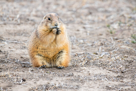 Black-tailed Prairie Dog (Cynomys ludovicianus) with paws together along the Big Dry Creek Trail in Westminster, Colorado, USA; Colorado, United States of America