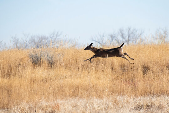 White-tailed deer bounding through dry grass, Colorado, USA