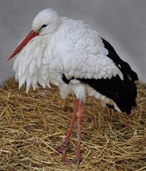 European white stork (Ciconia ciconia) portrait