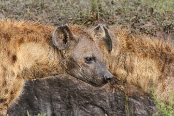 Close-up of a spotted hyena looking into camera