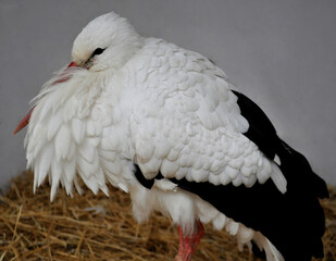 European white stork (Ciconia ciconia) portrait