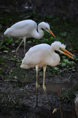 Little egret (Egretta garzetta) portrait