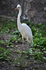 Little egret (Egretta garzetta) portrait