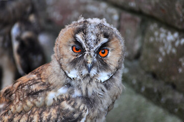 Long-eared owl (Asio otus) young bird 