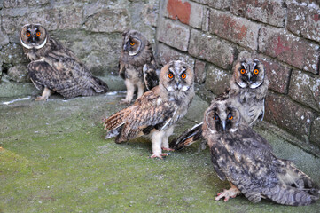 Long-eared owl (Asio otus) young bird 
