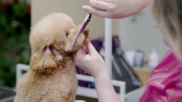 Skilled pet care professional groomer providing dog grooming services in a specialized salon, doing haircut of dog face with scissors