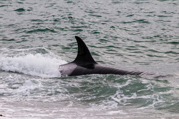 Killer whale on the surface, Peninsula Valdes, Patagonia, Argentina.