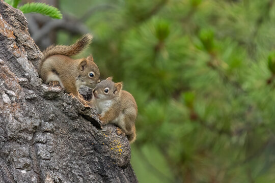 Fototapeta Young squirrels playing on a tree in the Yukon  Whitehorse, Yukon, Canada