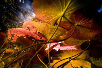 Lily pads submerged in water just under the surface in Eagle Lake of Adirondack Park; New York, United States of America