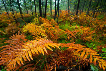 Autumn colours emerge in a woodland stand of fern plants (Osmunda regalis), Adirondack Park; New York, United States of America