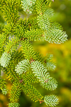 Close-up of needles of a red spruce tree (Picea rubens) on Hurricane Mountain of Adirondack Park; New York, United States of America