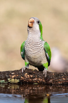Parakeet,feeding on wild fruits, La Pampa, Patagonia, Argentina