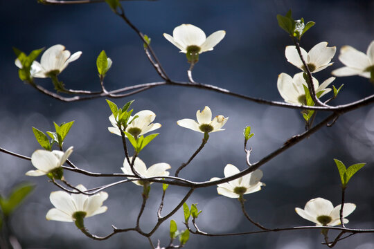 Flowering Dogwood tree (Cornus) illuminated by sunlight in Yosemite National Park; California, United States of America