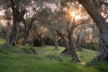 Old olive trees. Beautiful grove at sunset. nature, wallpaper, decoration