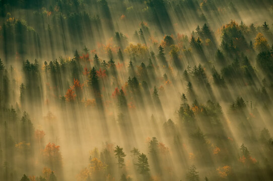 Fototapeta Aerial view of autumn-hued forest with morning fog in Acadia National Park, Maine, USA  Maine, United States of America