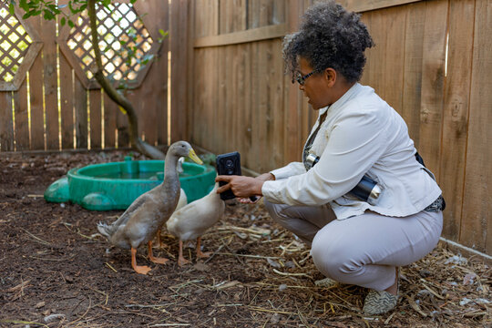 Woman interacting with ducks in an enclosure, capturing the moment on her smart phone camera; Port Alberni, British Columbia, Canada
