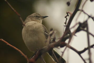 Northern Mockingbird