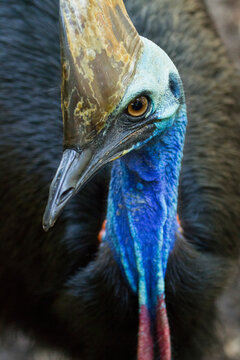Close-up portrait of a Southern cassowary (Casuarius casuarius johnsonii), a flightless bird; Australia