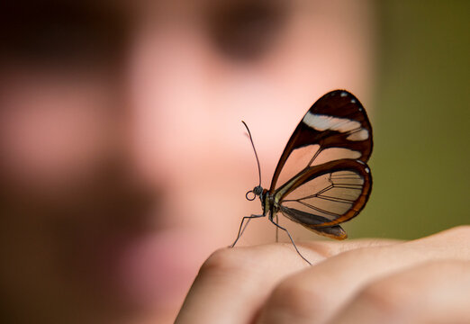 Close-up of a transparent Glassywing butterfly (Nymphalidae ithomiinea) resting on a human finger; Monteverde, Costa Rica