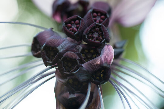Close-up of a Black bat flower (Tacca chantrieri); Costa Rica