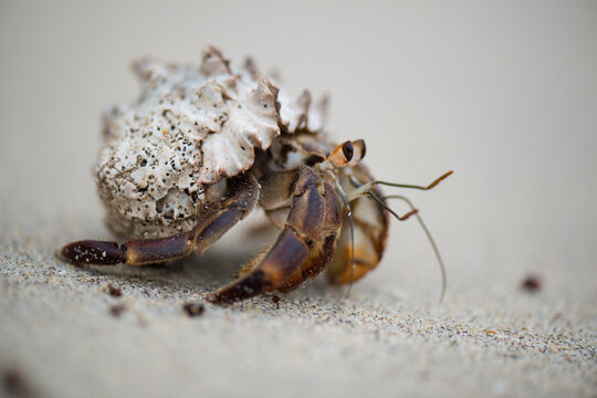 Close-up of a Hermit crab and it's shell on sand; Costa Rica