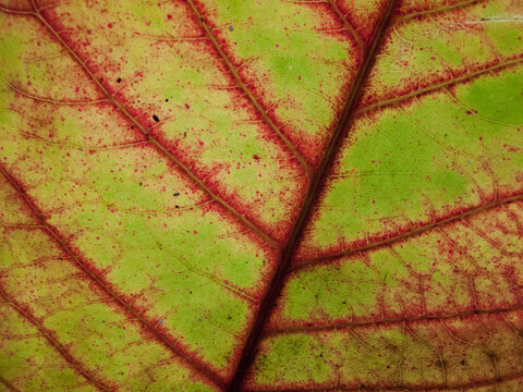 Close-up of a leaf in red and green from a rainforest; Barro Colorado Island, Panama