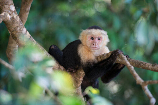 Close-up portrait of a White-throated capuchin monkey (Cebus capucinus) sitting in a tree, Manuel Antonio National Park, Costa Rica; Costa Rica