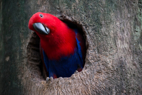 Female Eclectus Parrot (Eclectus roratus) in a tree nest; Queensland, Australia