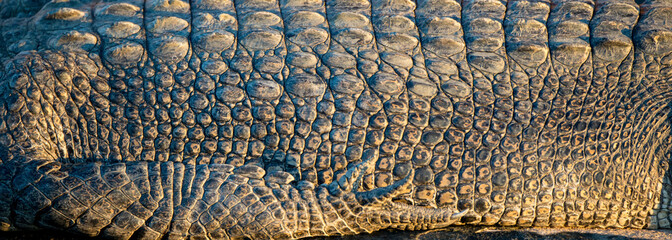 Close-up detail of the textured skin of a Saltwater crocodile (Crocodylus porosus), showing the front left leg and part of the torso, on the King George River; Kimberley, Western Australia, Australia