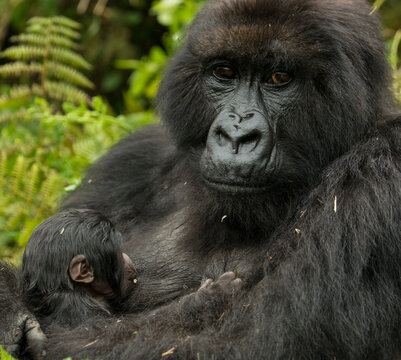 Portrait of a mother Mountain gorilla (Gorilla beringei beringei) nursing her young from the Umubano Group in Volcanoes National Park; Rwanda