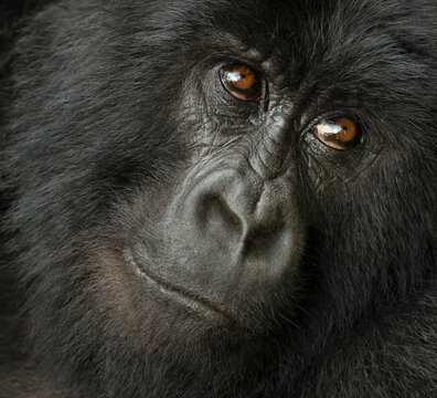 Portrait of a Mountain gorilla (Gorilla beringei beringei) from the Hirwa Group in Volcanoes National Park; Rwanda