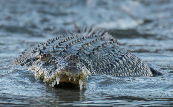Close-up of a Saltwater crocodile (Crocodylus porosus) showing its teeth in the Hunter River, Western Australia; Kimberley region, Australia