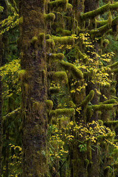 Yellow colors of autumn from the maples growing in the Hemlock forest on the Hall of Mosses trail in the Hoh rainforest, Olympic National Park, Washington, USA; Washington, United States of America